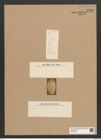 Rhaphoneis amphiceras Ehr. (de-Toni-Nr.: Genus 78, Species 2811) Zeichnungen Sammlung Grunow Nr. 5769 (NHMW-BOT-W0374164)